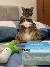 现在互联网上最火的猫，从“耄耋”变成了“萝卜纸巾猫”