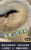 东方树叶变质长出的茶菌，怎么就成为了超越哈基米的宠物界顶流？