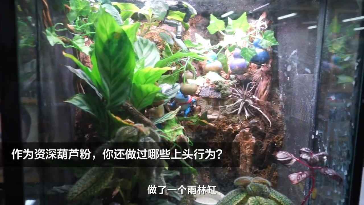 42岁男老板沉迷葫芦娃30年 经典动画魅力永不过时
