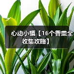 心动小镇【16个香薰全收集攻略】（图4）