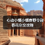 心动小镇小镇春野令迎春花杂交攻略（图1）