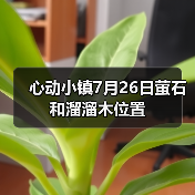 心动小镇7月26日萤石和溜溜木位置（图1）