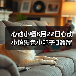 心动小镇8月22日心动小镇黑色小鸭子➕溜溜木➕萤石（图4）